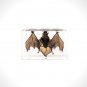 Authentic 'Bat' Resin Paperweight/Display