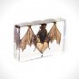 Authentic 'Bat' Resin Paperweight/Display
