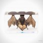 Authentic 'Bat' Resin Paperweight/Display
