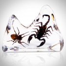 Authentic Spider & Scorpion In Resin Custom Display