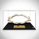 Bull Shark Jaw bone - Florida Bull Shark Jaw bone with Complete Rows of Teeth Custom Museum Display