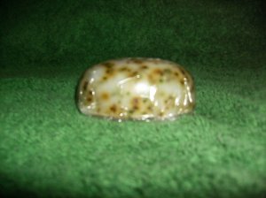 Peppermint Refreshment Bar Wtih dried peppermint