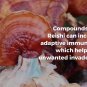 Real Mushrooms Cognition, Longevity, & Immune Support Bundle - Lion’s Mane Extract Powder (60g) |