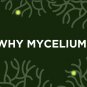 Host Defense, Turkey Tail Capsules, Natural Immune System and Digestive Support, Mushroom Supplement