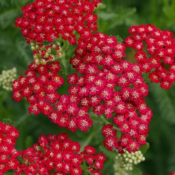 30 Red Yarrow Millefolium Rubra Flower Herb Seeds w/ Gift