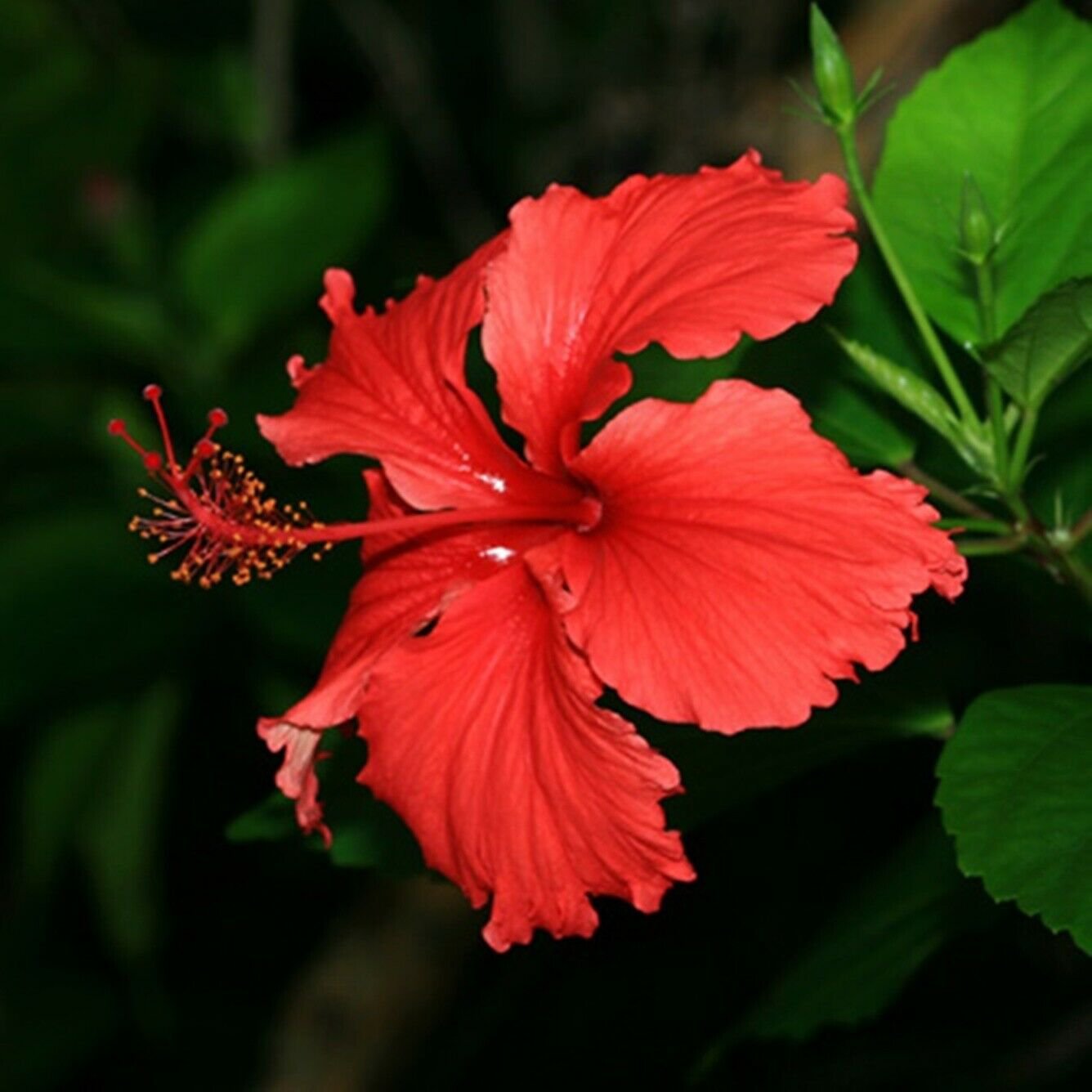 15 Red Hibiscus RosaSinensis Perennial Seeds