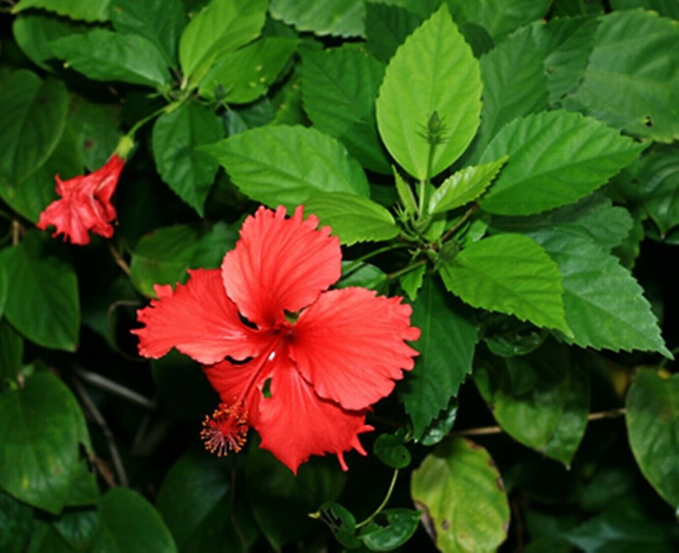 15 Red Hibiscus RosaSinensis Perennial Seeds