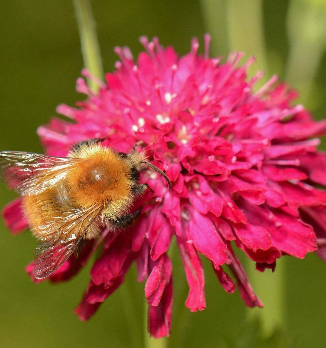 (20) KNAUTIA PINCUSHION FLOWERS SEEDS