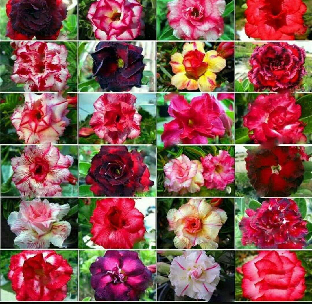 Семена Роз Купить Многолетние