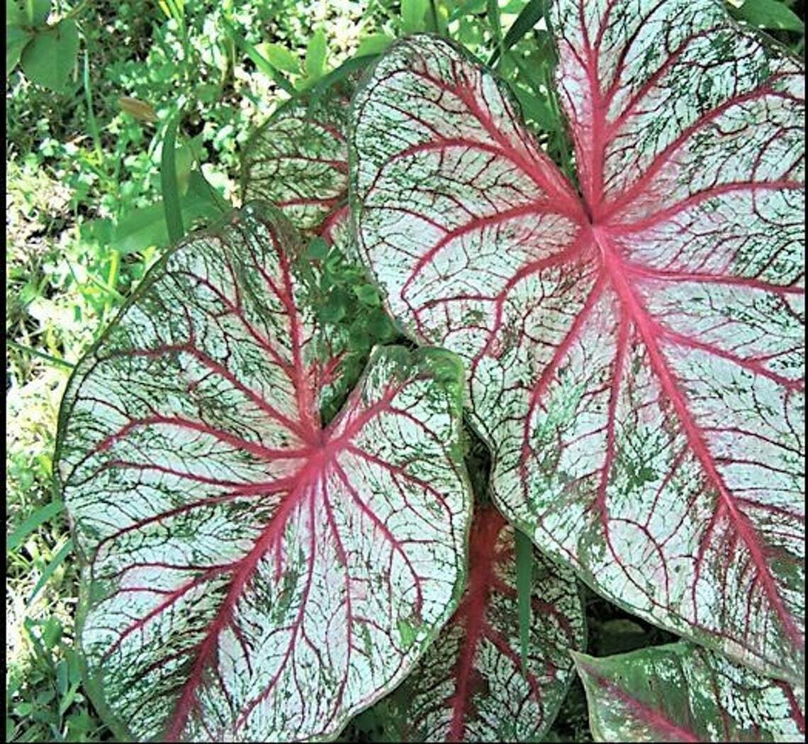 2x Caladiums Florida Sunrise Bulbs