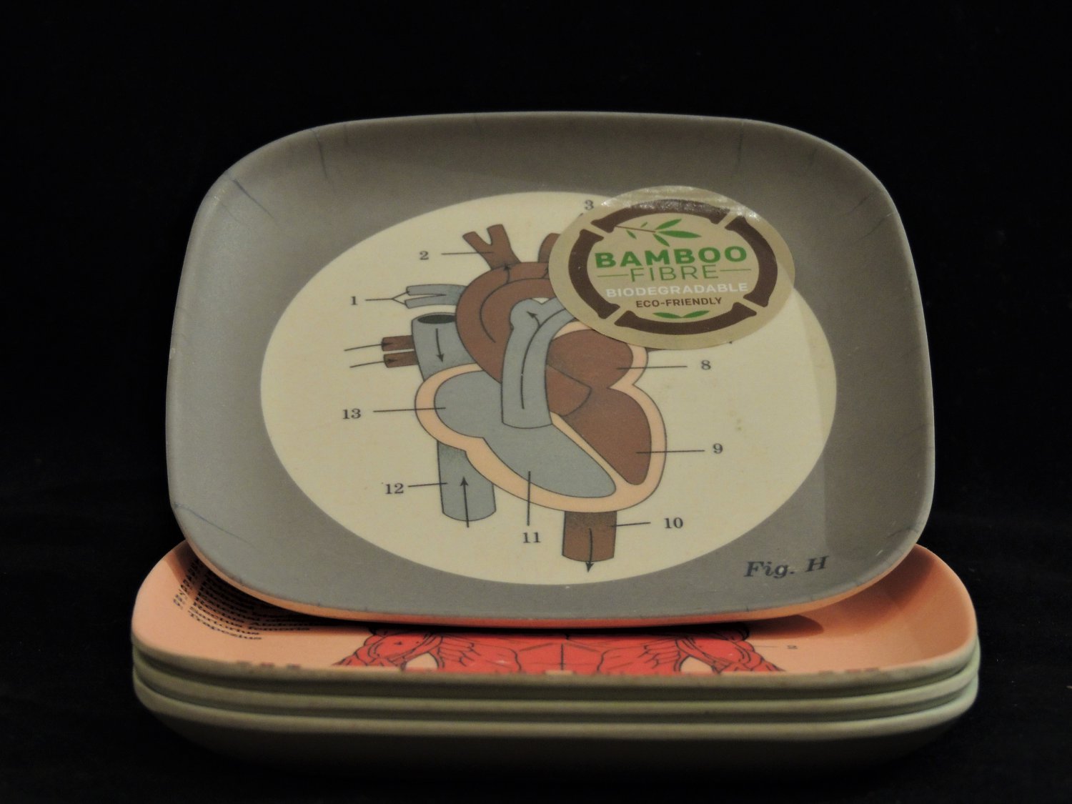 Anatomical Trays- Set of 4