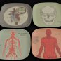 Anatomical Trays- Set of 4