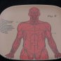 Anatomical Trays- Set of 4