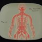 Anatomical Trays- Set of 4