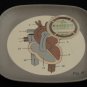 Anatomical Trays- Set of 4