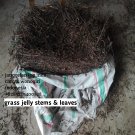 grass jelly/xincao/platotosma palustre