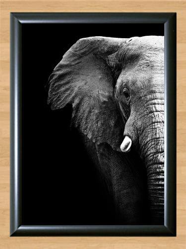Elephant Wall House Home Deco Room Kid Children Nature Art Photo Print Poster A3