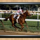 Affirmed Steve Cauthen Signed Autographed Photo Poster Print Memorabilia A2 16.5x23.4""
