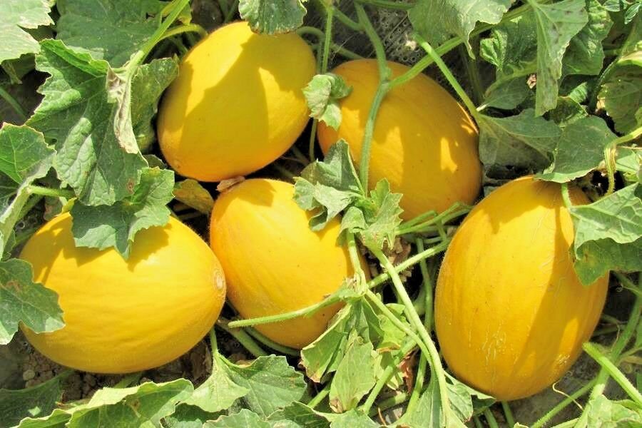 canari melon canari melon