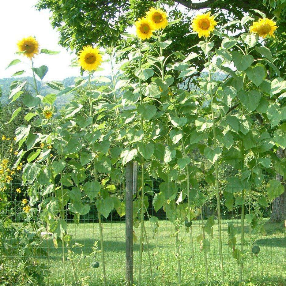 Fresh Seeds 100 Seeds USA GIANT SKYSCRAPER SUNFLOWER Seeds Organic HUGE ...