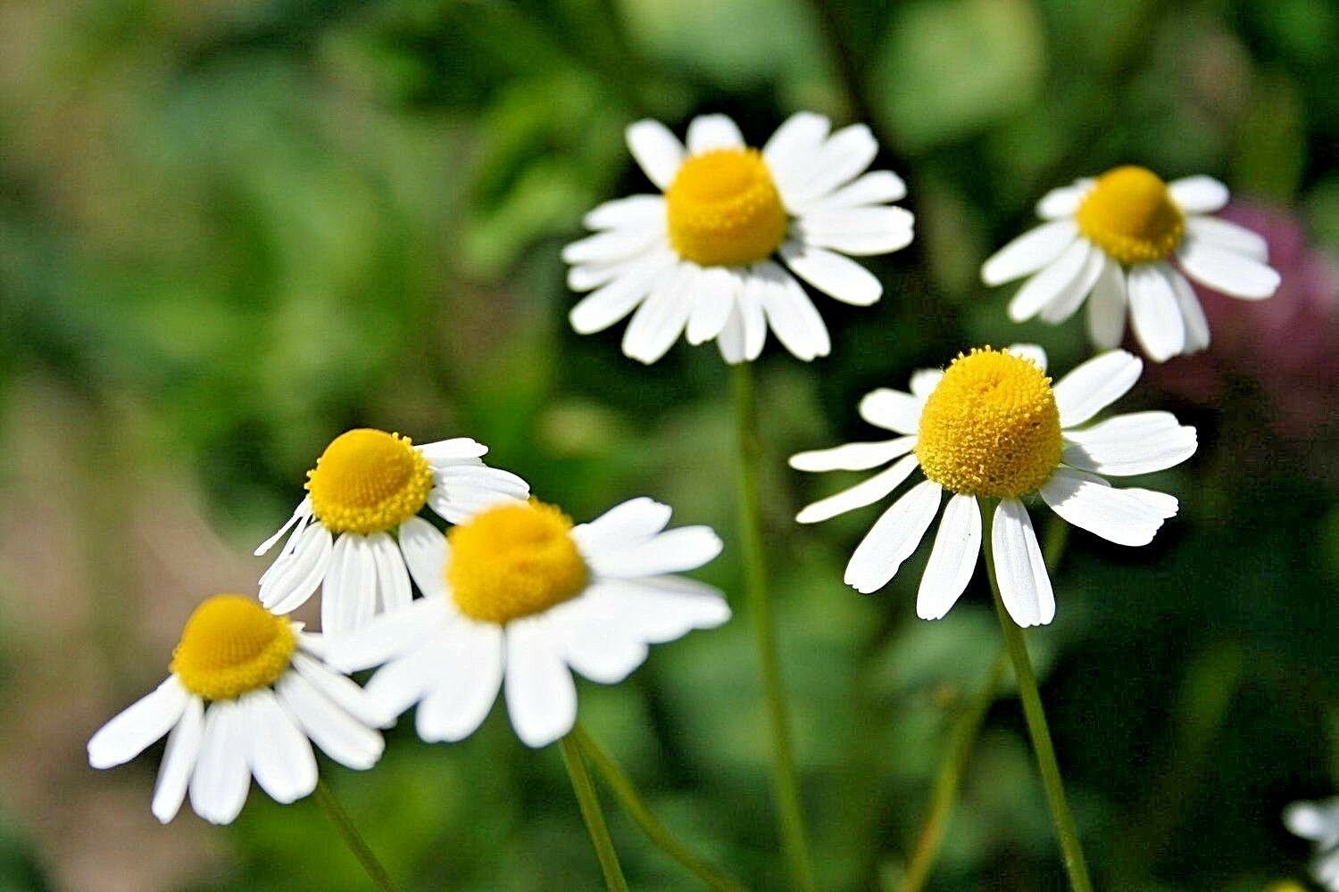 Baby chamomile plant information