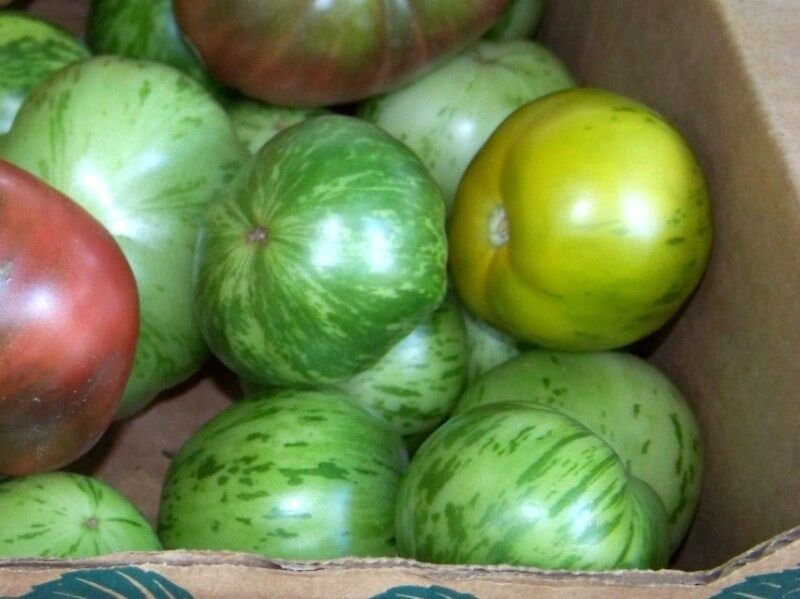 green zebra tomato ph
