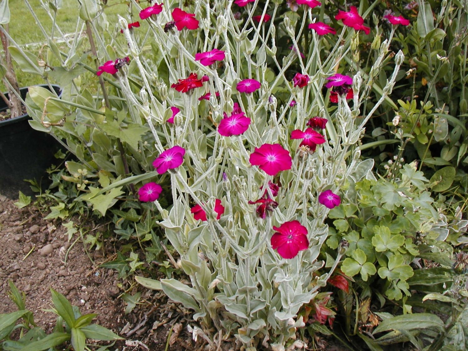 Fresh Seeds rose campion SUN PERENNIAL pink flower 450 SEEDS