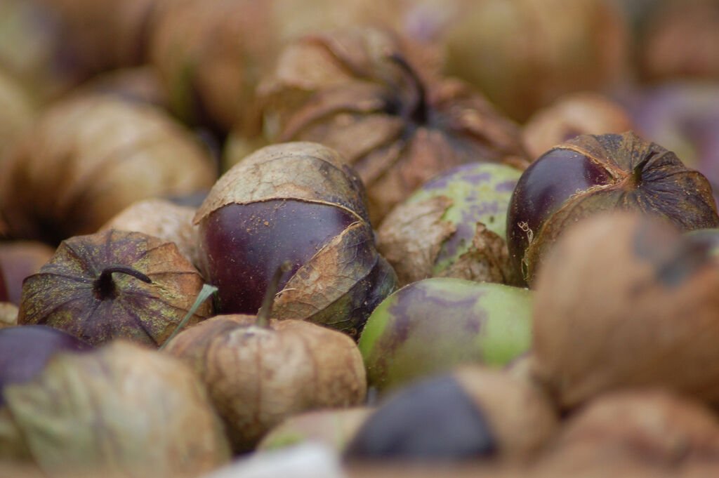 Fresh Seeds Tomatillo Purple Decorative 30 Seeds