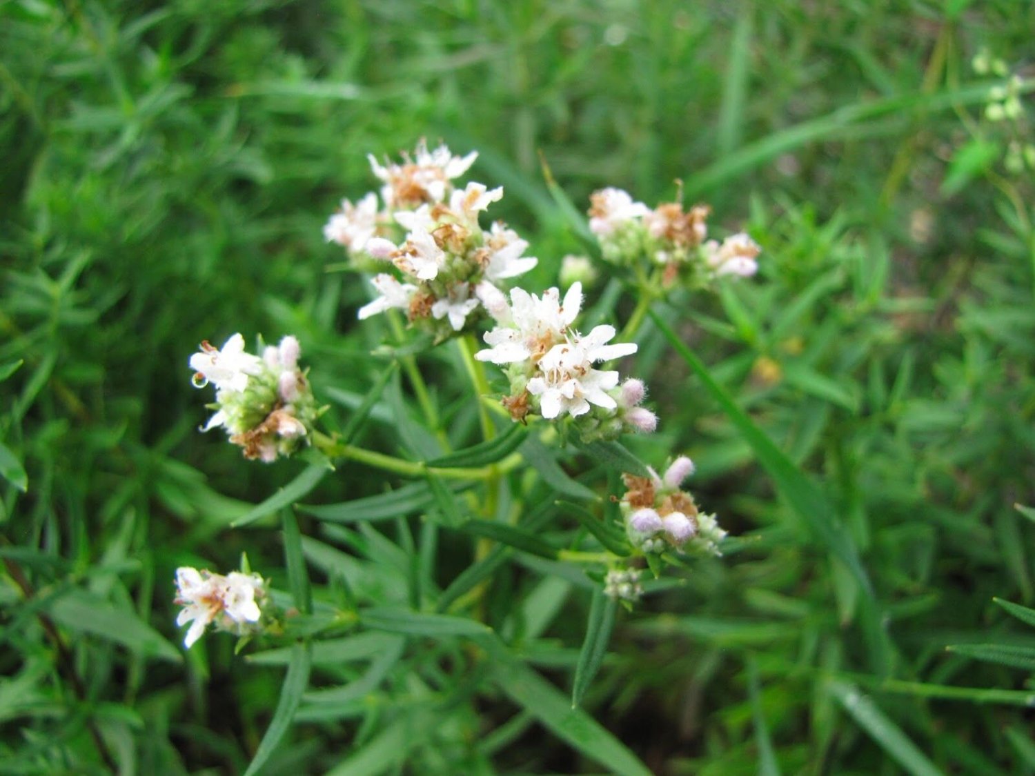 Mountain mint