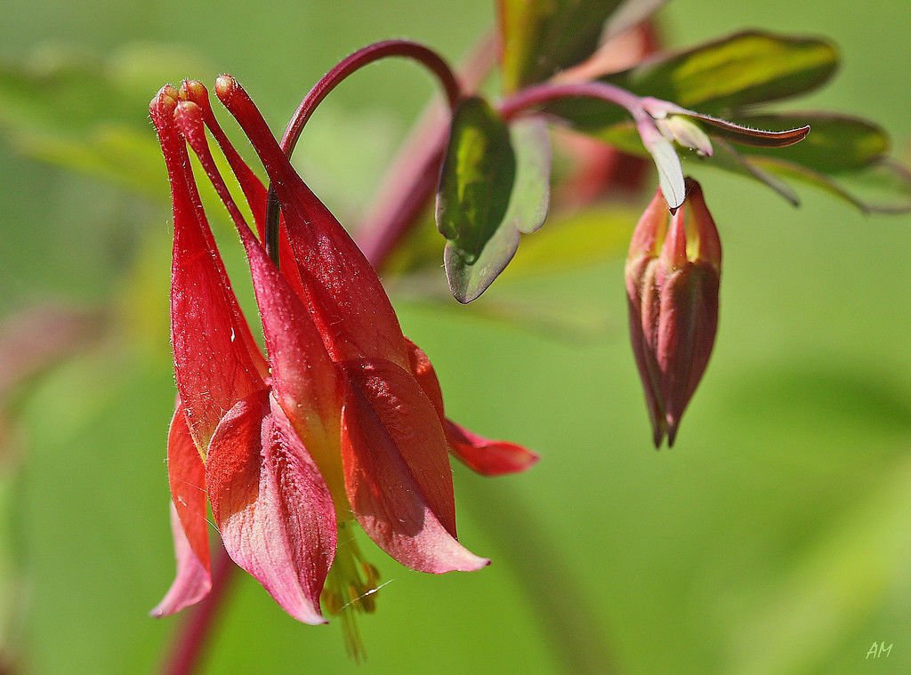 Fresh Seeds columbine WILD RED CANADIAN perennial flower