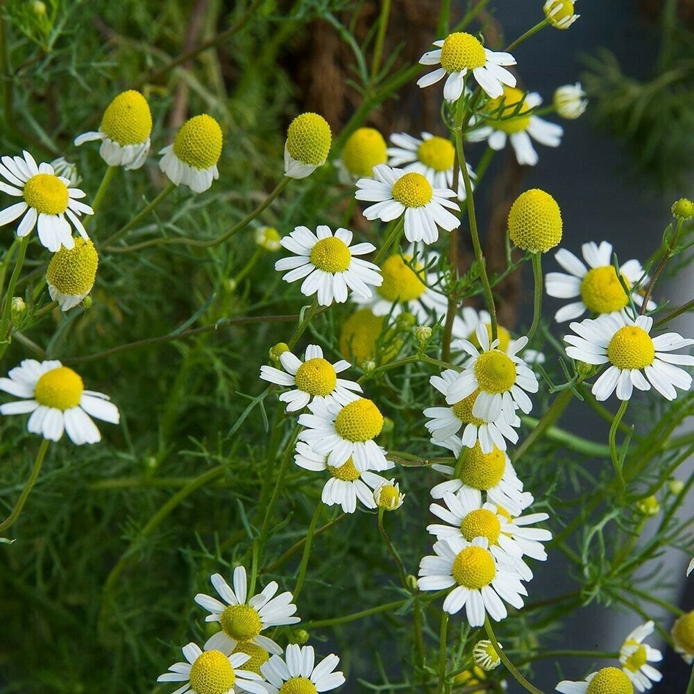 Fresh Seeds GERMAN CHAMOMILE 3000 SEEDS Groundcover Herbs