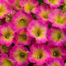 Fresh Seeds 50 Yellow Pink Petunia Seeds Containers Hanging Baskets Flowers Annual Seed 974From US