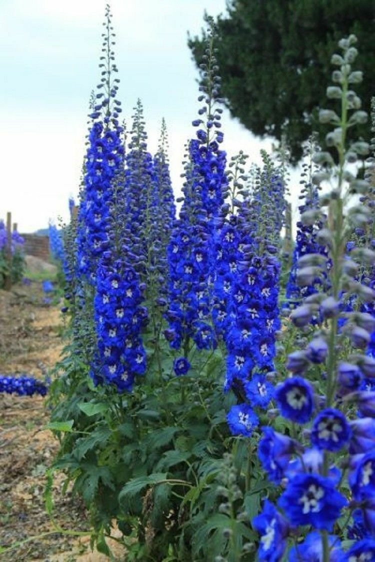 Fresh Seeds 50 Bright Blue Delphinium Mix Seeds Perennial Garden Flower Bright Sun Shade 562From US