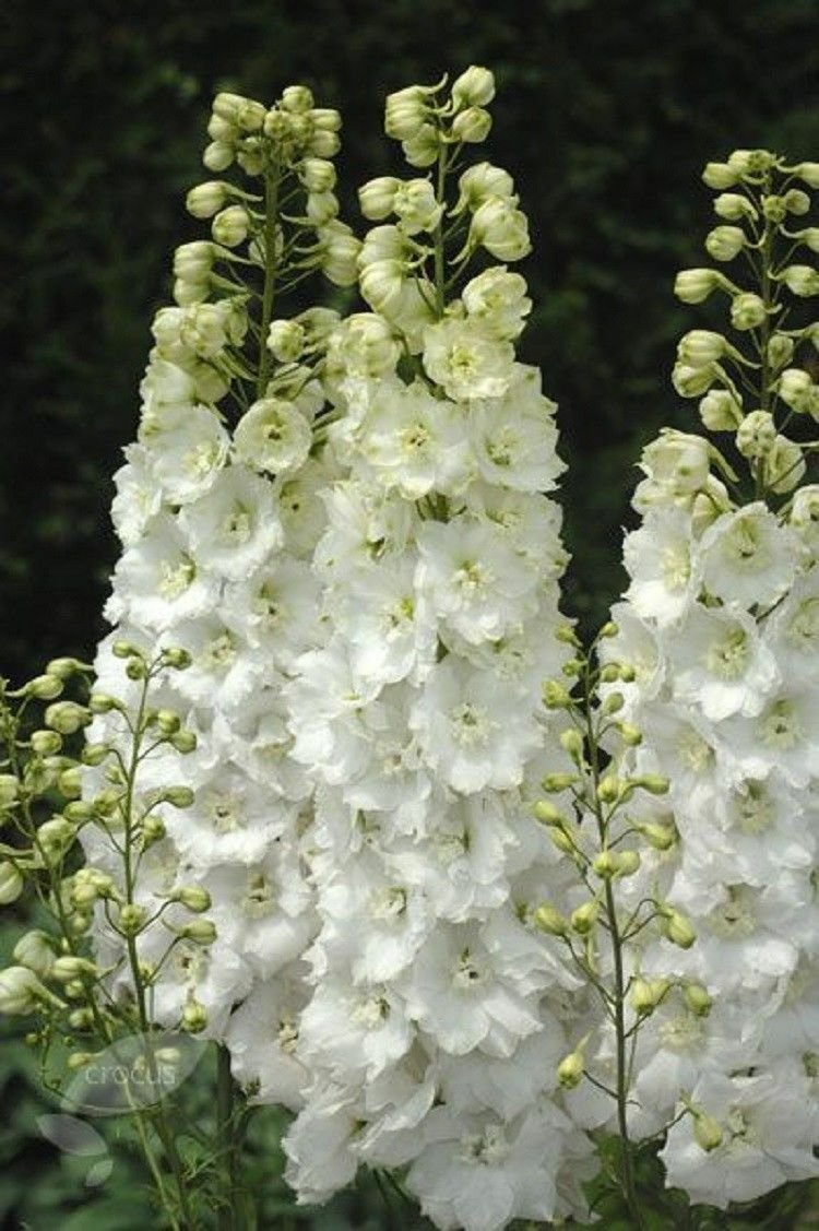Fresh Seeds 50 White Delphinium Seeds Perennial Garden Flower Flowres Bloom Sun Seed 561From US