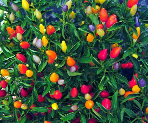 Fresh Seeds 25 Prairie Fire Ornamental Pepper Seeds Annual