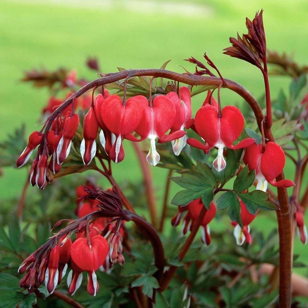 wild bleeding hearts plants outdoors