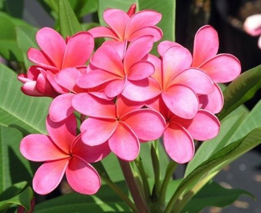 Fresh Seeds 5 Bright Pink Plumeria Seeds Plants Flower Lei