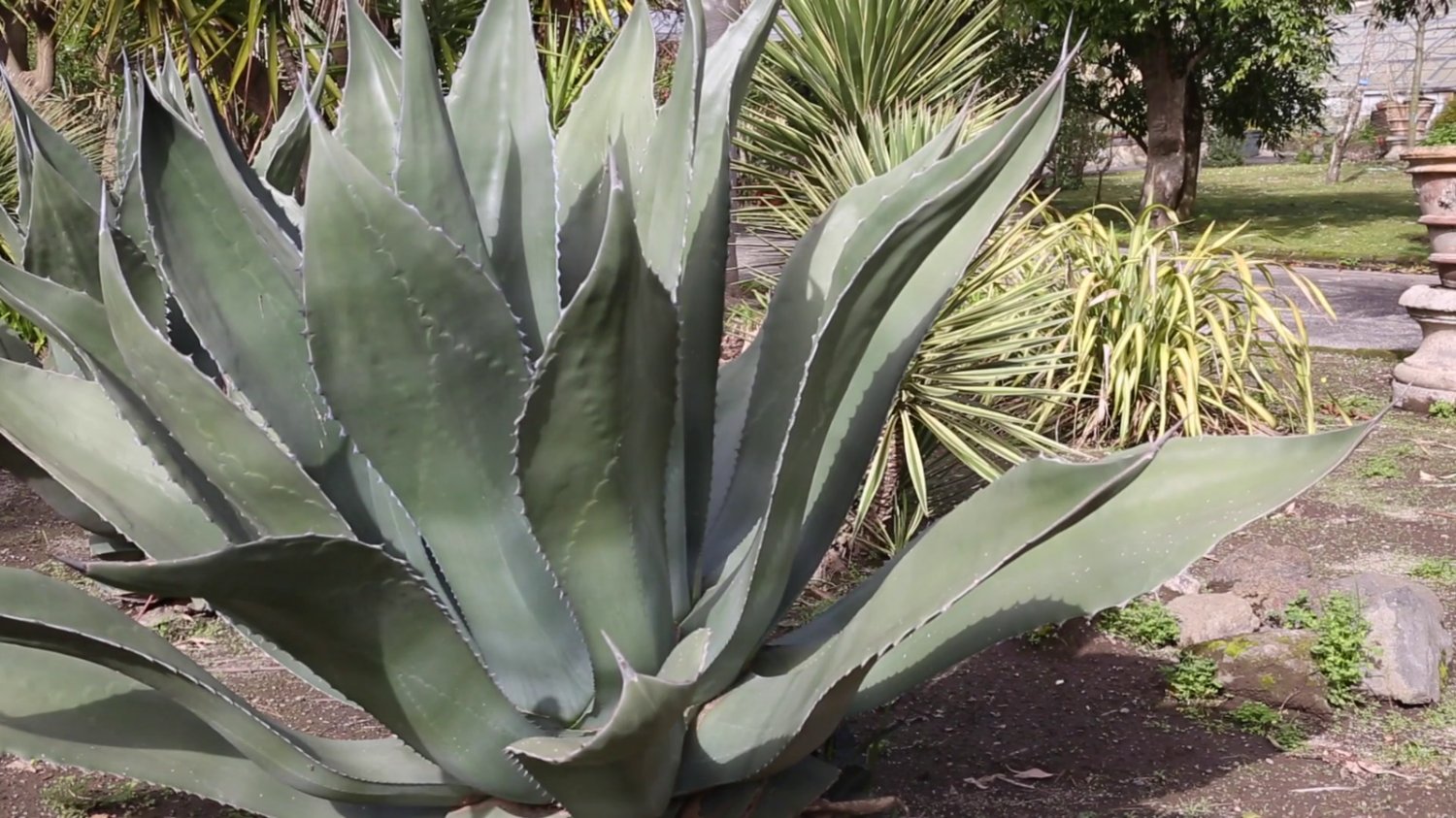 Fresh Seeds AGAVE Salmiana Var FEROX Century Plant Hardy Exotic Big Fresh Seeds AGAVE Salmiana Var FEROX Century Plant Hardy Exotic Big
