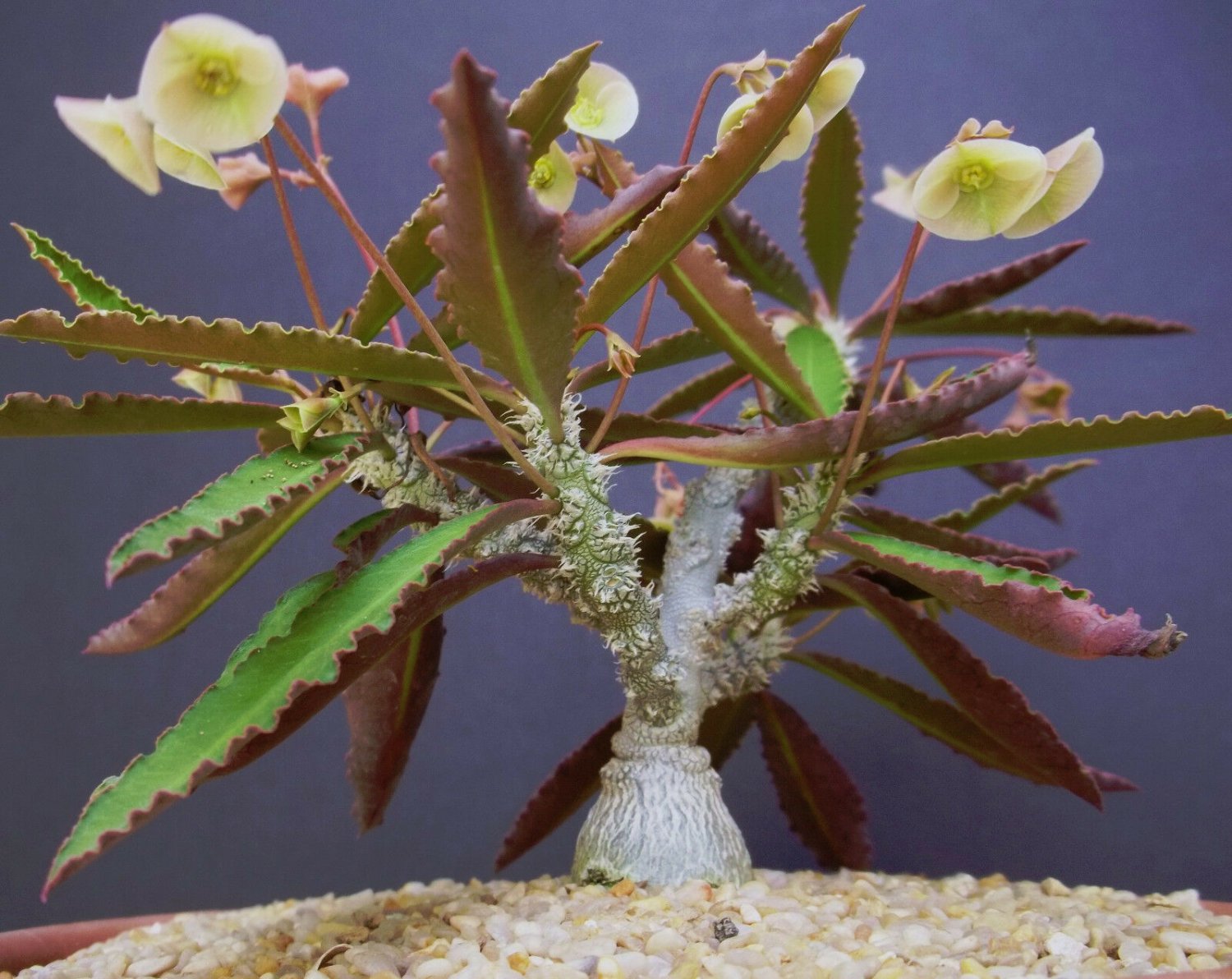 Euphorbia hadramautica