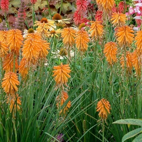 Easy Grow Poco Orange Torch Lily Hot Poker Flowers Perennial 25 Seeds