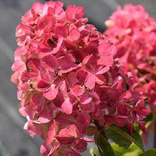 Easy Grow Fire Light Hydrangeas Perennial Flowers Flower Garden 5 Seeds