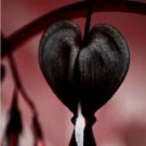 25 Seeds Black Bleeding Heart Flowers Perennial Flower US Seeds