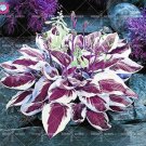 100 Colorful Hosta Seeds Indoor Bonsai Flower For Home Garden Perennial Herb