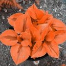 Beautiful Hosta Bonsai Plants, Perennials Lily Shade Hosta Flower Grass 100 Seeds