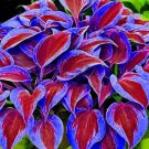 Stunning Hosta Seeds: Deep Red And Blue-Green Foliage Mix 150 Seeds