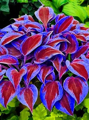 Stunning Hosta Seeds: Deep Red And Blue-Green Foliage Mix 150 Seeds