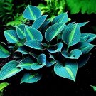 Hot Selling Gimax Hosta Flower Seeds Garden Perennials Ornamental Lily Shade Hosta 150 Seeds