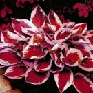 Promotion! Beautiful Hosta Bonsai, Perennials Lily Flower Shade Hosta Flower Grass Bonsai 150 Seeds