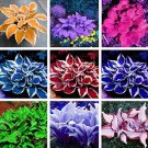 Promotion! Beautiful Hosta Bonsai, Perennials Lily Shade Hosta Flower Bonsai Garden Plants 150 Seeds