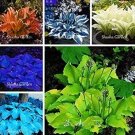 Hosta Fragrant Plantain Lily Bonsai Perennial Flower For Home Garden Hosta 200 Seeds